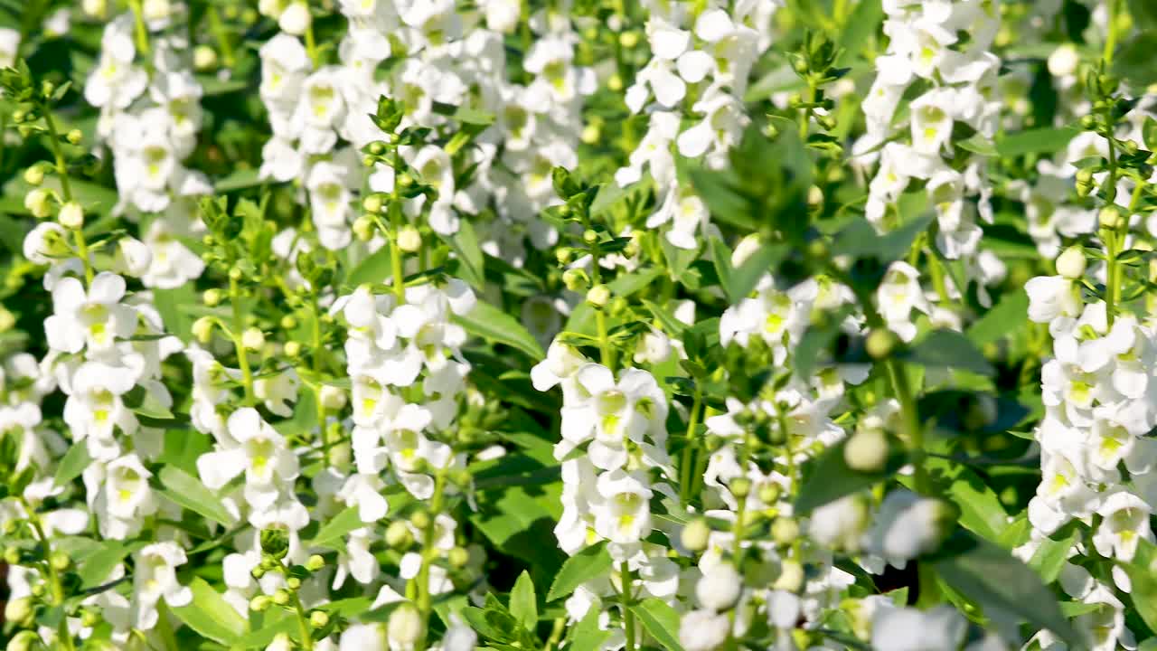 꽃이 부드럽게 바람에 흔들리고