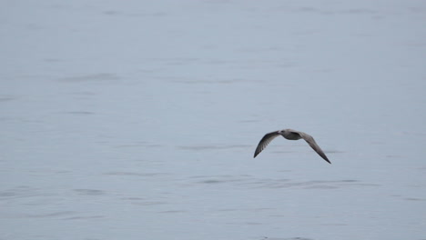 Seabird-soaring-gracefully-above-tranquil-waters