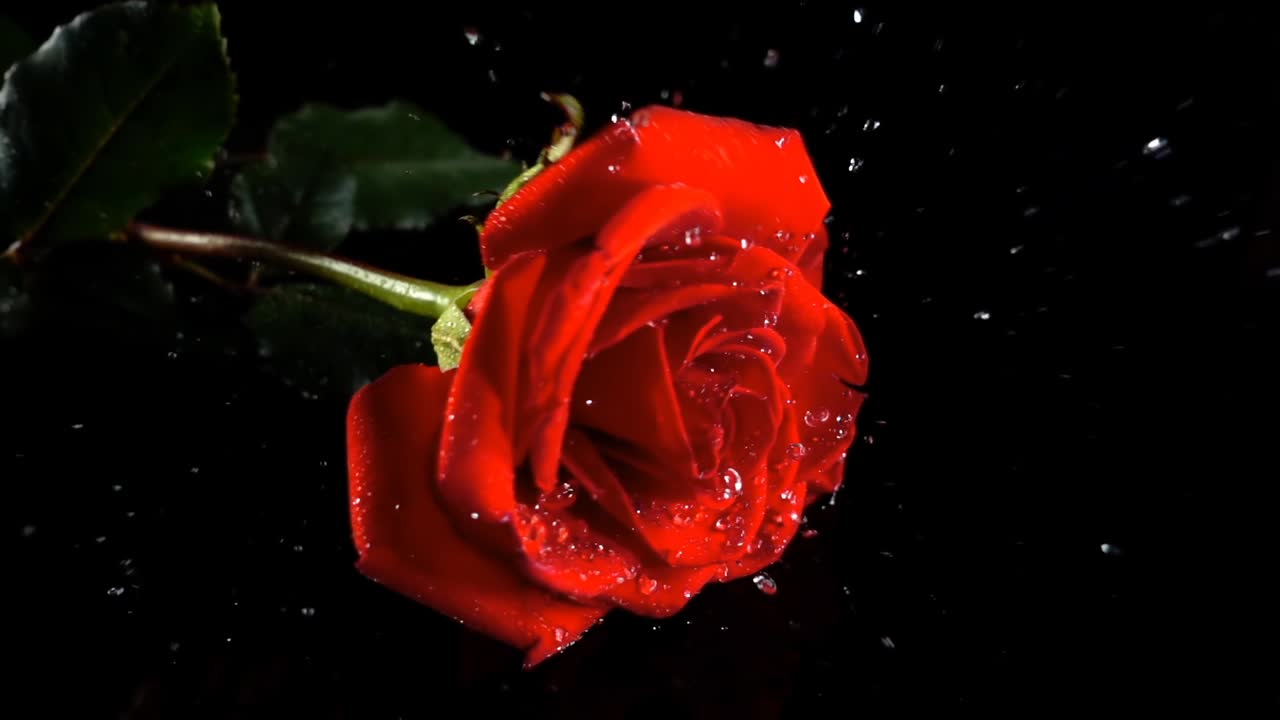 Caduta di una rosa su sfondo nero. Slow motion