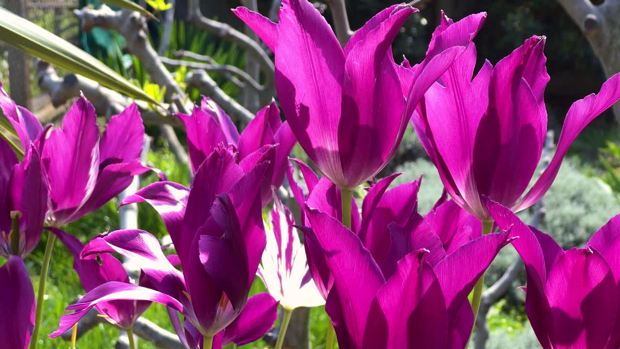 Close-up of sunlit purple tulips swaying in the breeze in a garden. Beautiful flowers in the springtime. A silhouette of a beetle in the corolla of one of the tulips. Bulgaria.