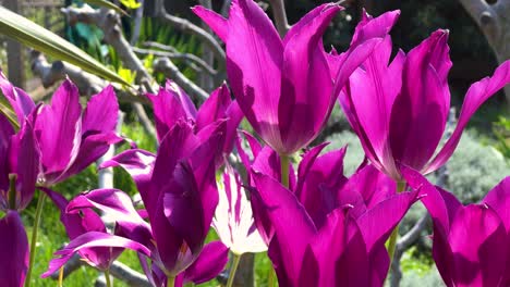 close-up of sunlit purple tulips swaying in the breeze in a garden. beautiful flowers in the springtime. a silhouette of a beetle in the corolla of one of the tulips. bulgaria.