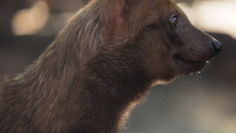 el perro de bosque (speothos venaticus) en la naturaleza. los perros de bosque se encuentran desde panamá en américa central, a través de gran parte de américa del sur.