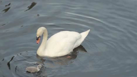 swan with cygnet on the river