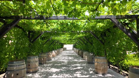 grapevine curtain at mimi castle vineyard in chișinău, moldova