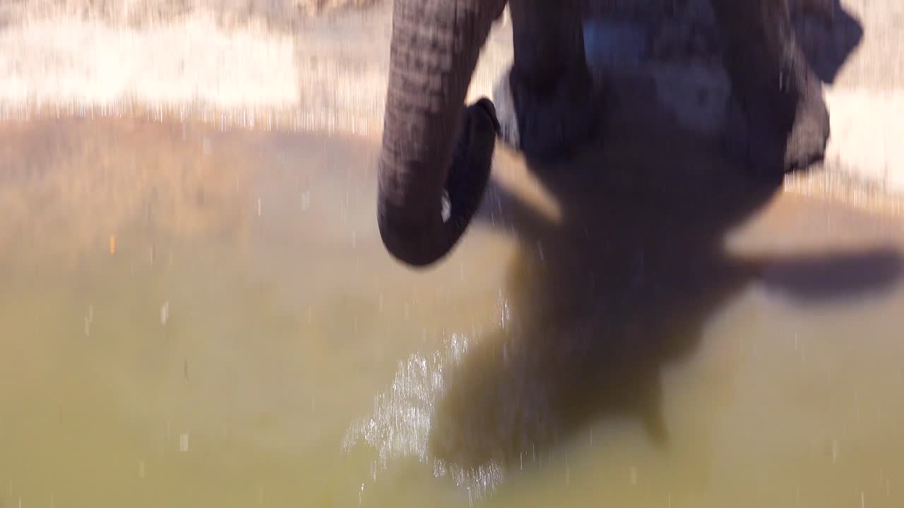 Primo piano di un elefante africano che usa la proboscide per bere acqua in una pozza nel Parco Nazionale Etosha, Namibia 1