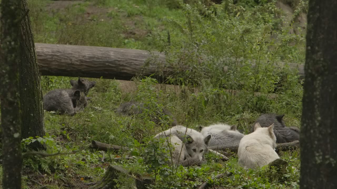 졸린 새끼들과 함께 숲의 긴 풀밭에서 쉬고 있는 회색 늑대 무리