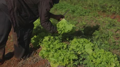 el agricultor usa un cuchillo pequeño para cosechar un paquete de lechuga de hoja verde de un campo de cultivo