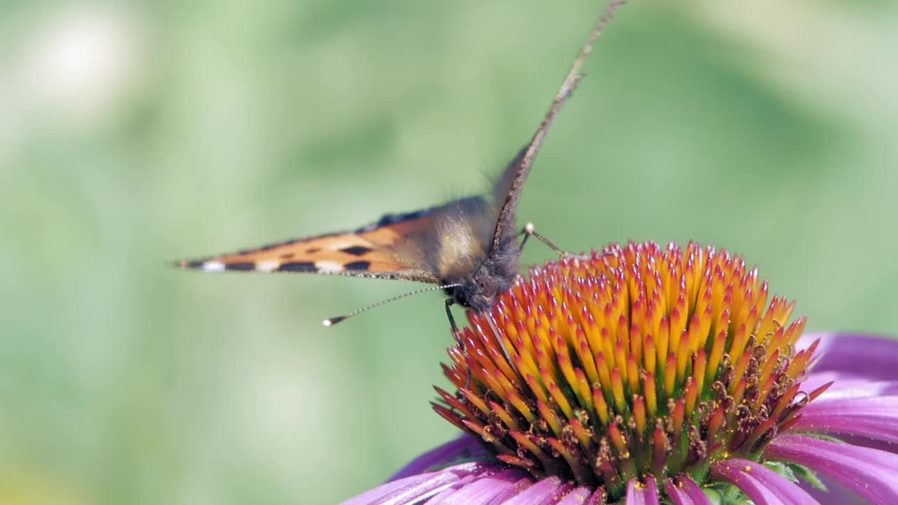 una pequeña mariposa de concha se sienta en una flor de cono púrpura comiendo polen y polinizándolo