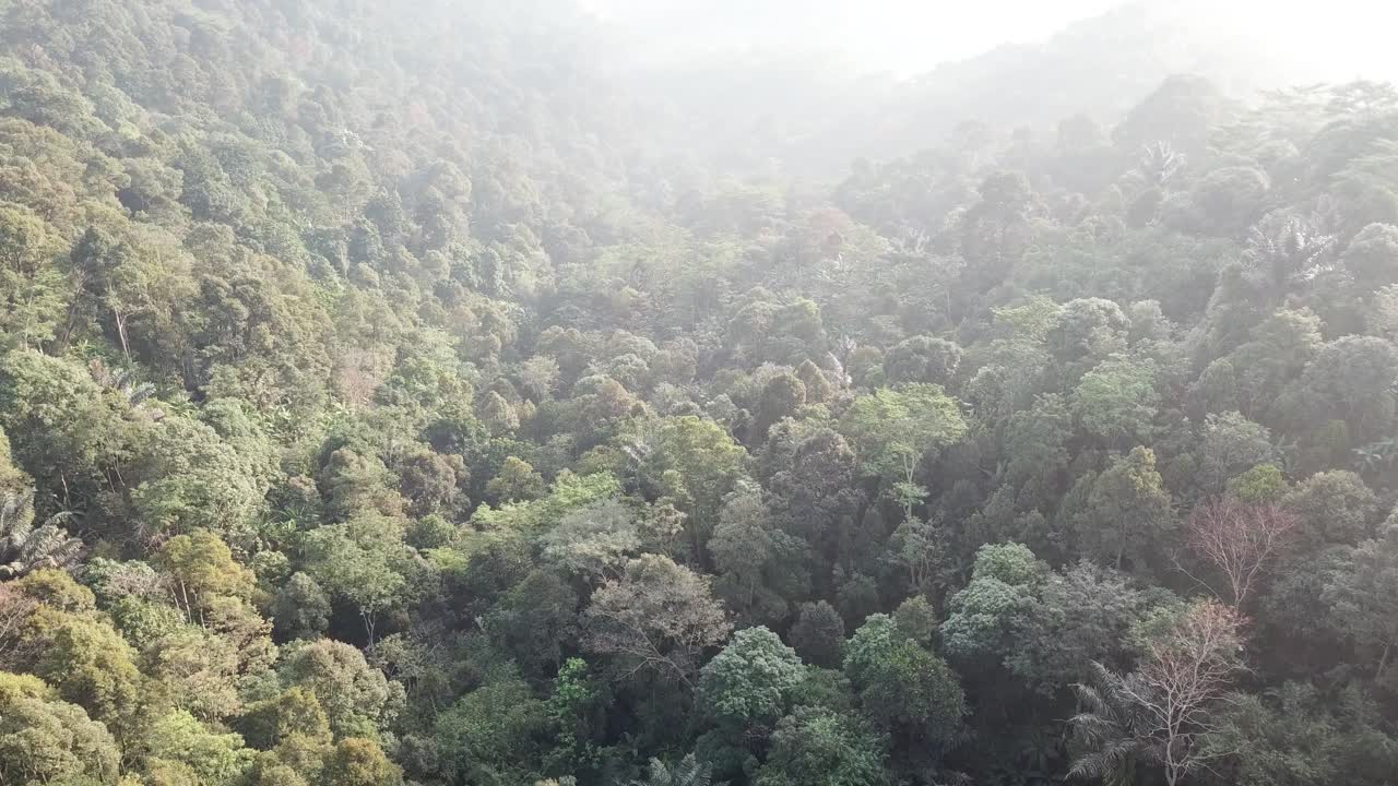 Misty Rainforest Aerial View