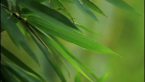 close-up of vibrant bamboo leaves