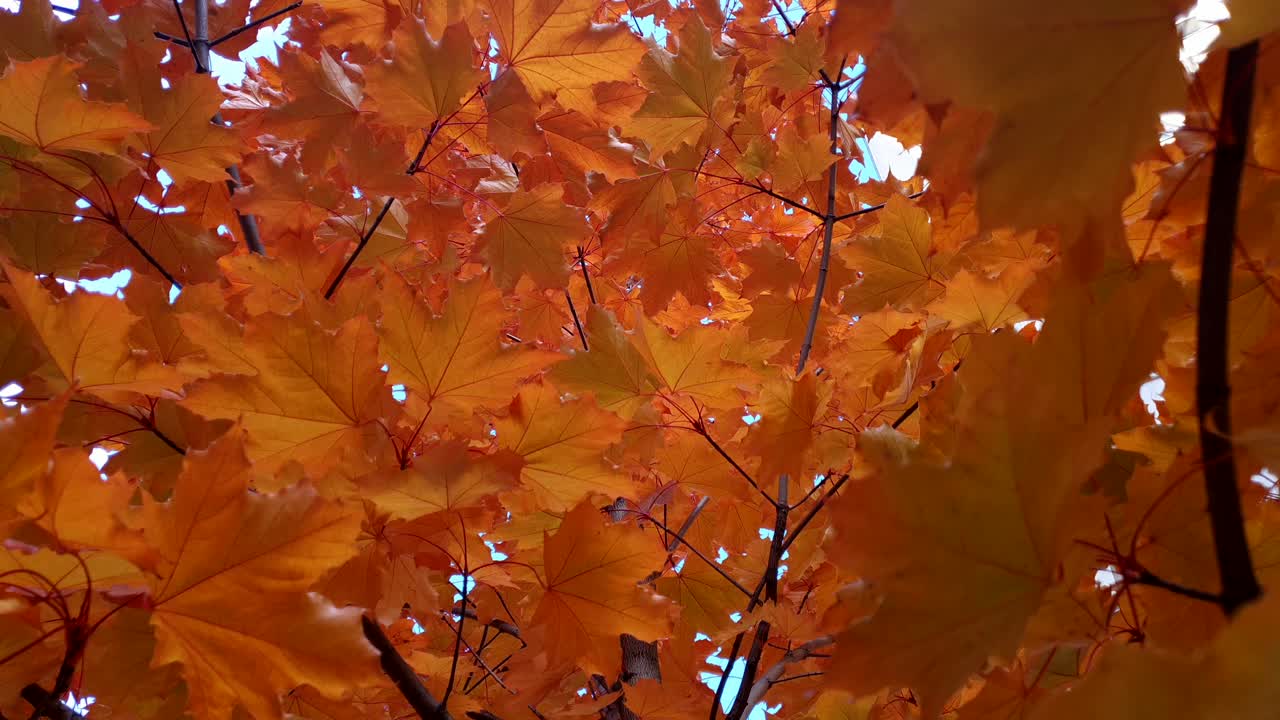Looking up at red top of maple tree in fall season forest as nature b-roll, orange color leaves close-up