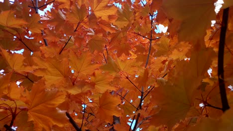 Looking up at red top of maple tree in fall season forest as nature b-roll, orange color leaves close-up