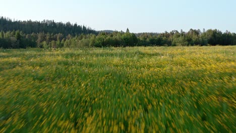 flying above countryside fields and farms in summer - drone shot