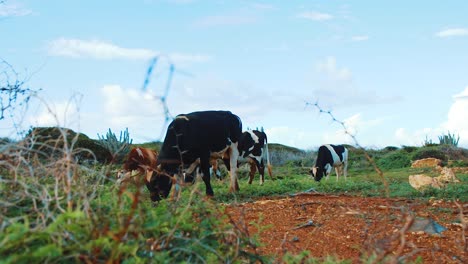 black cows eating grass in wilderness landscape, handheld pan from behind bush