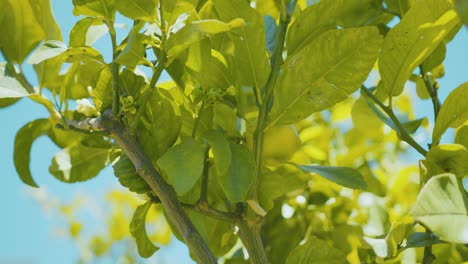 Big-and-yellow-lemon,-on-a-lemon-tree,-ready-to-be-picked