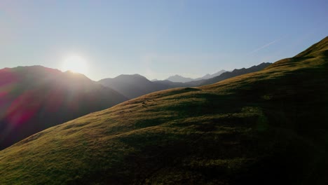 herd of cows in a mountain meadow at sunset