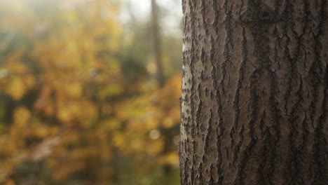 en un árbol en un bosque