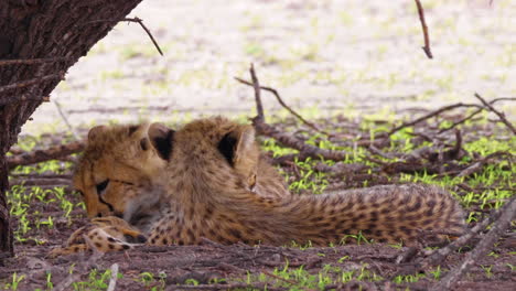 dos cachorros de guepardo esponjosos tumbados bajo el árbol en el valle del engaño en la reserva de caza del kalahari central, botswana - cerrar