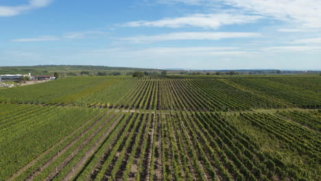 levantándose revelando grandes viñedos comerciales utilizados para cultivar uvas para la producción de vino, república checa