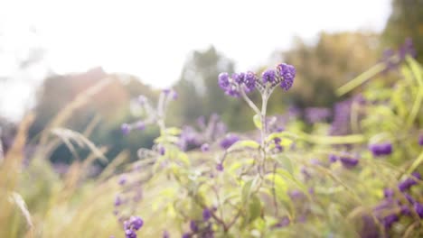 Close-up-of-purple-flowers-with-green-leaves-in-garden,-in-slow-motion