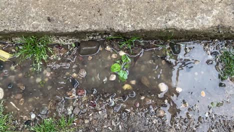 rural village rainfall rain drop on soil with green micro plant vegetable in pond water in spring season in mountain town agriculture calming life fresh air drinkable scenic close up portrait view