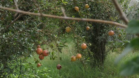 view of fresh organic hanging pomegranates at farm in sindh, pakistan