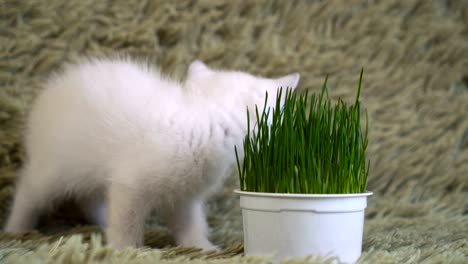 white kitten, sniffs potted grass.