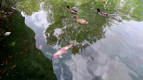 Koi-fish-and-mallard-ducks-in-a-pond