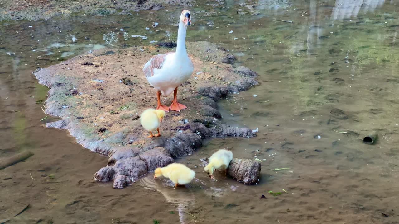 Mamma oca in piedi sulla riva del fiume con i suoi soffici anatroccoli che esplorano l'acqua bassa. Famiglia di oche in un ambiente naturale all'aperto