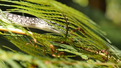 reptil serpiente en el árbol pitón diamante