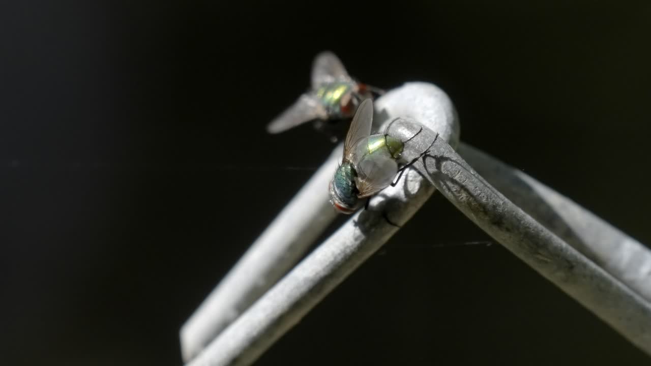 Macro close-up of a common green bottle fly perched on a white surface outdoors