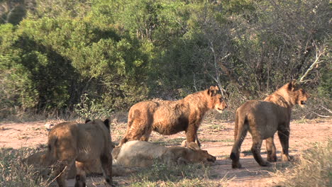 Close-up-of-young-lions-of-a-pride-together-in-the-bushes-of-the-savanna