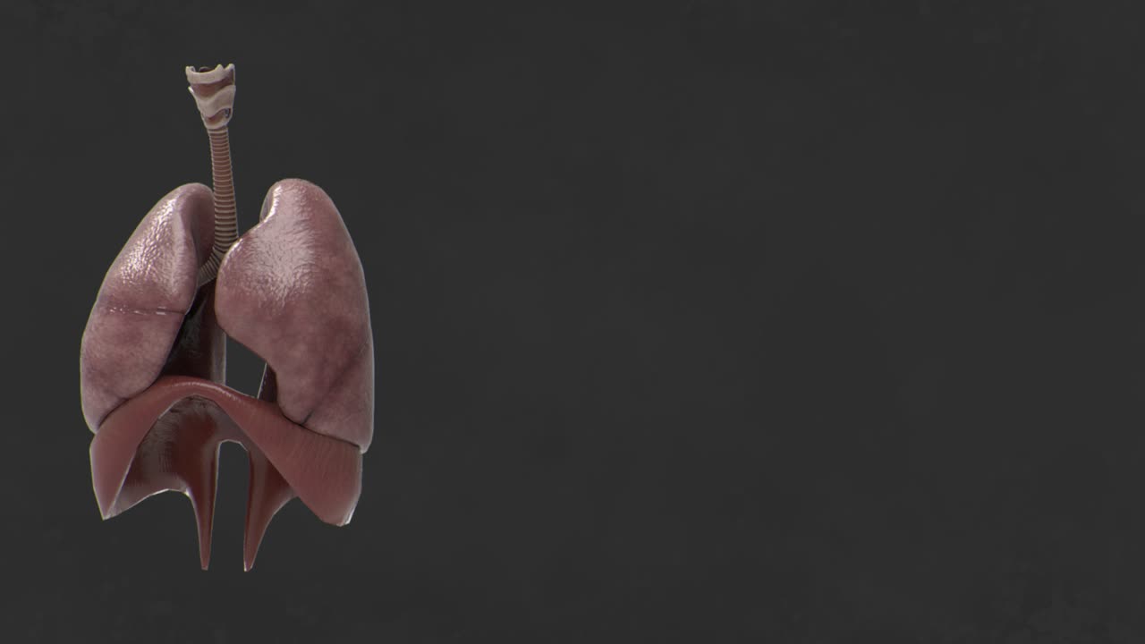 mesa giratoria del sistema respiratorio para presentaciones médicas