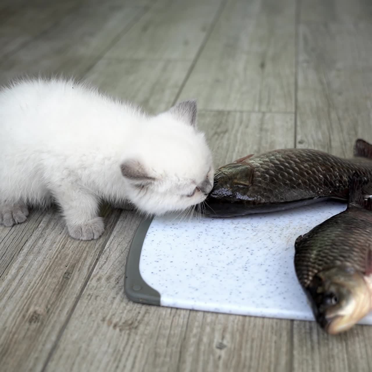 Cat eating fresh cat food