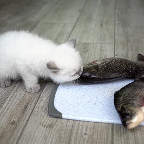 cat eating fresh cat food
