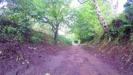 Downward-woodland-shot-to-pathway