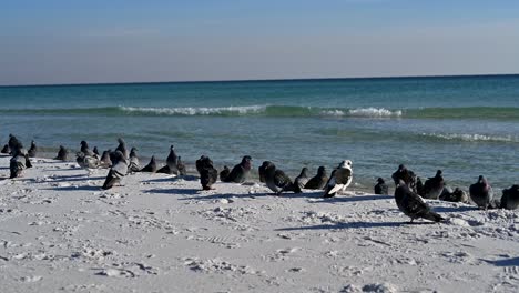 Pigeons-are-flying-on-the-empty-white-sand-beach-with-clear-waters