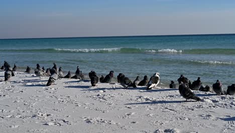 Tauben-Fliegen-Auf-Dem-Leeren-Weißen-Sandstrand-Mit-Klarem-Wasser