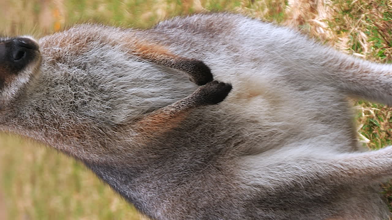 Red Kangaroo standing in field, turns head, vertical portrait, pedestal shot
