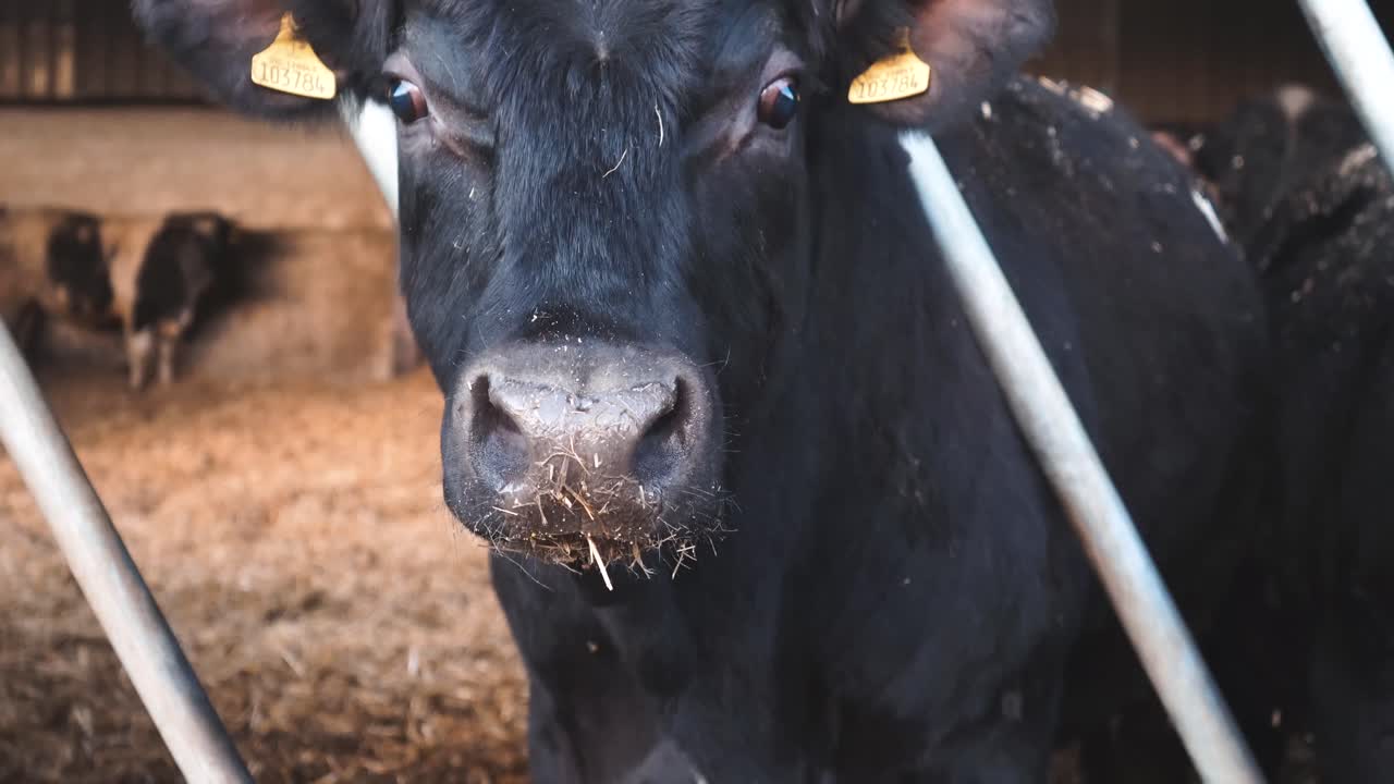 Close up of a black cow eating from a trough on a working farm