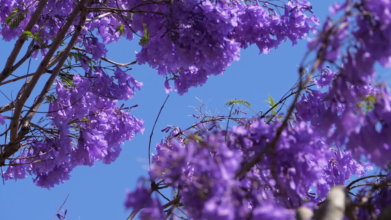 Closeup Of Purple Jacaranda Blossoms Against Clear Blue Sky. Grafton Jacaranda Festival in New South Wales, Australia. low angle shot