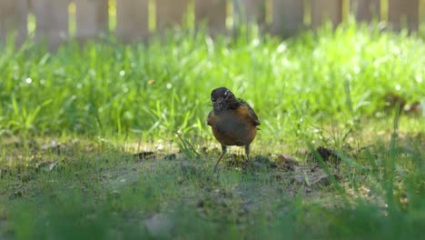 Rotkehlchen-Sucht-Im-Warmen-Frühlingswetter-Nach-Wärme