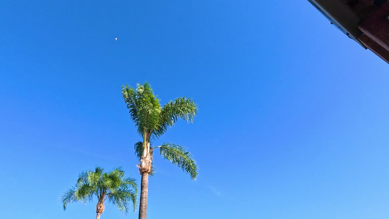 골드 코스트 의  나무 위 에 날아다니는 마기