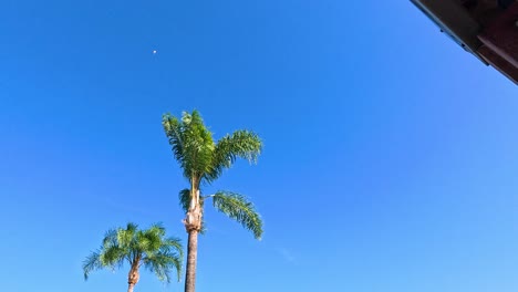 magpie soaring above palm trees in gold coast