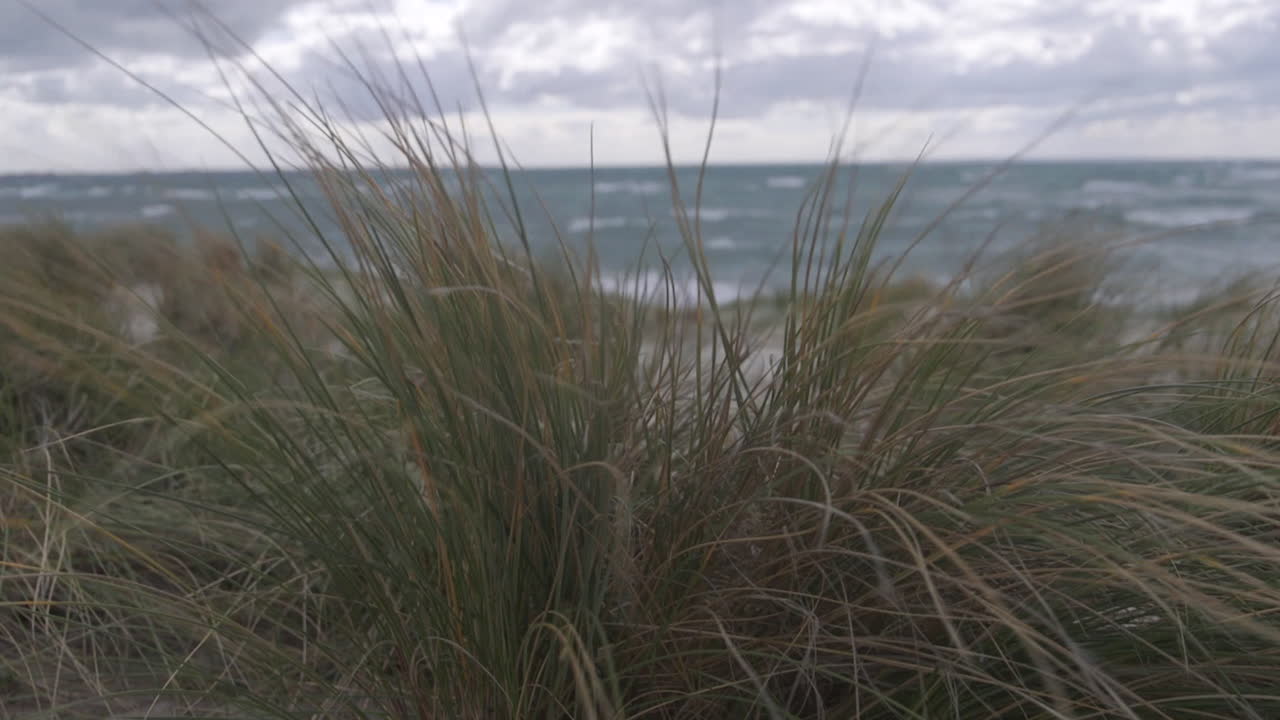 Wind blows through tall grass at the beach, creating a windy atmosphere. The scene captures a shoreline view with rough waves, enhancing the serene coastal mood in a natural setting
