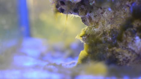 closeup-of-Green-hair-algae-on-live-rocks-in-reef-aquarium-flowing-in-the-water-current
