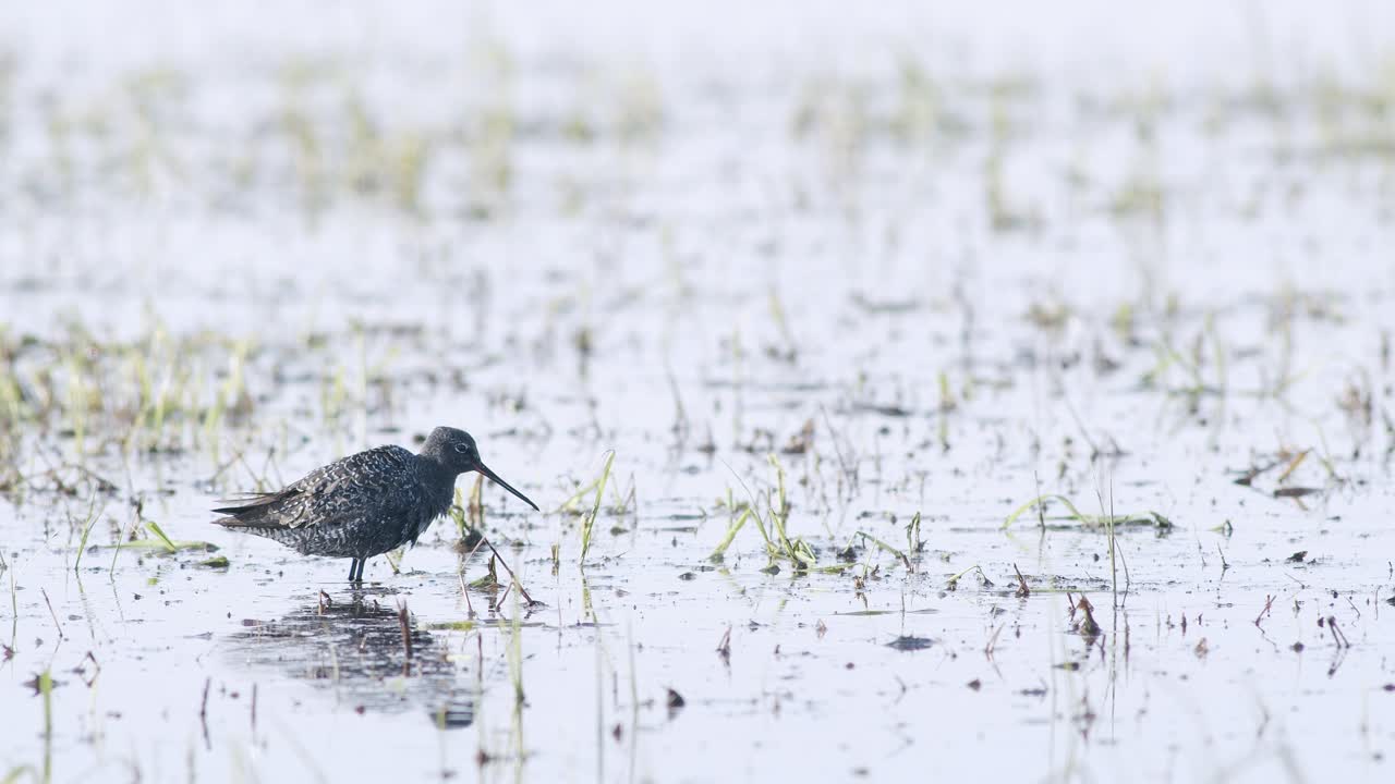 습지에서 봄철 이동하는 동안 얕은 웅덩이에서 먹이를 먹는 점박이 붉은 생크의 근접 촬영