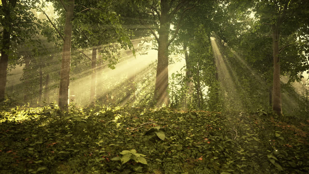 la luz que brilla en la naturaleza