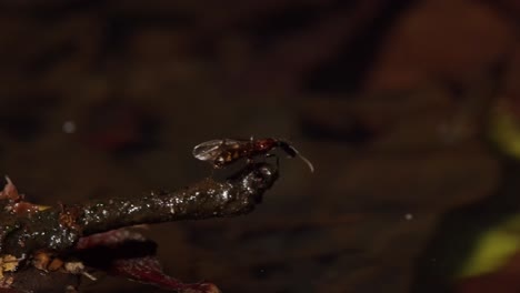 a flying ant walks around on the edge of a twig next to a pond of water, close up shot