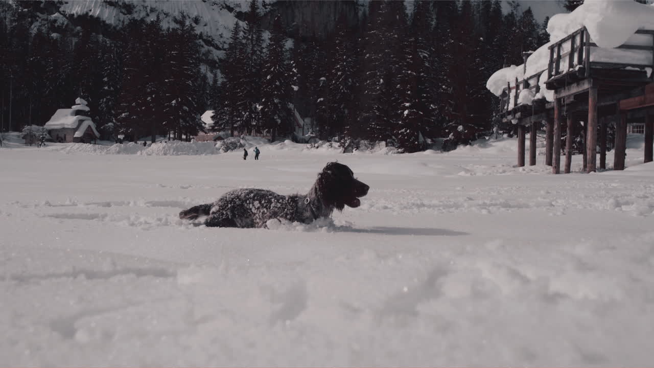 el perro corre feliz en la nieve profunda, salta en polvo blanco en el claro de la montaña